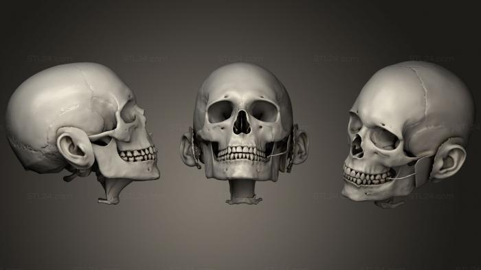 Anatomy of skeletons and skulls (Siekalu dziedzeri, ANTM_1027) 3D models for cnc